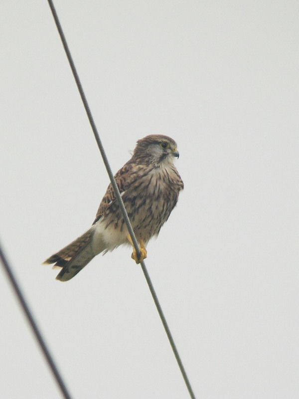 思い出の恋瀬川の野鳥_f0372177_22344735.jpg