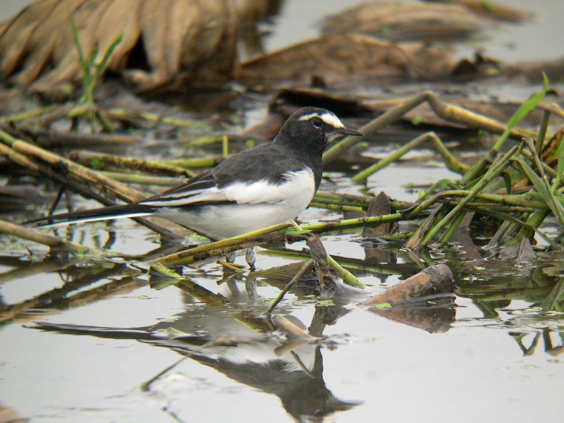 思い出の恋瀬川の野鳥_f0372177_22345252.jpg