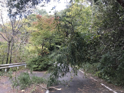 台風21号に荒らされた東六甲_a0251786_21164879.jpg