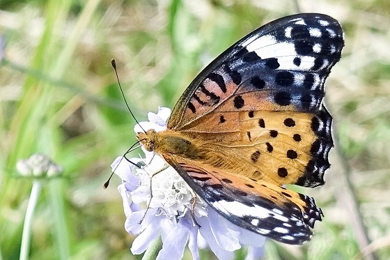 e0176993_07394007.jpg