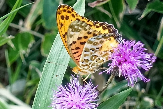 e0176993_07394147.jpg
