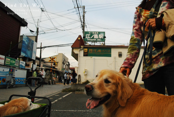 【犬的散歩日和】神奈川・湘南　2／3_f0054594_00255730.jpg
