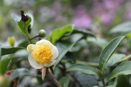 茶の花　再び_e0354596_21364880.jpg