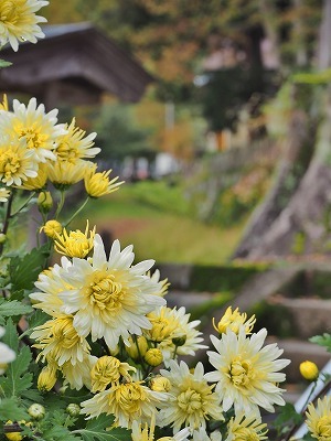 菊小屋の組み立て作業が終わりました_c0336902_15364363.jpg