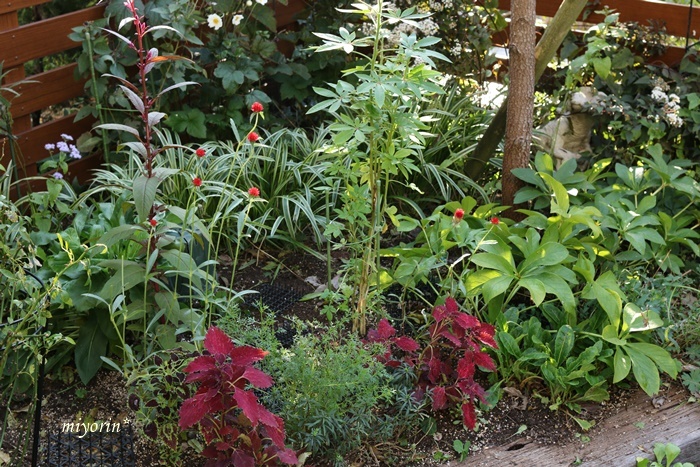 a0123003_08580351.jpg