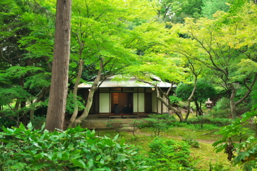 旧古河庭園の秋薔薇2_a0263109_21560124.jpg