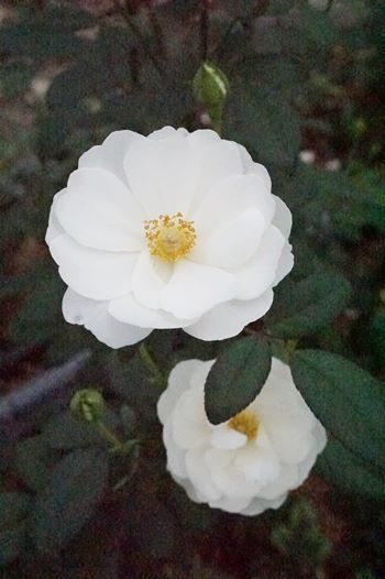 だから和ばらは美しい！花の精、緑の精、土の精_b0151911_15504936.jpg