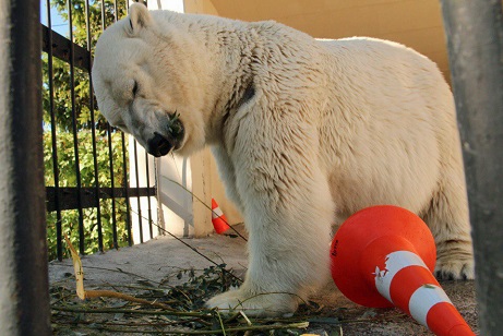 ロシア・カザン市動物園のマレイシュカの近況 ~ 人工授精を行う決断をした同園_a0151913_134531.jpg