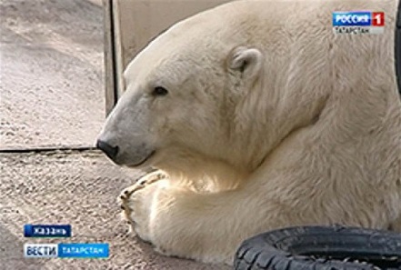 ロシア・カザン市動物園のマレイシュカの近況 ~ 人工授精を行う決断をした同園_a0151913_1624360.jpg