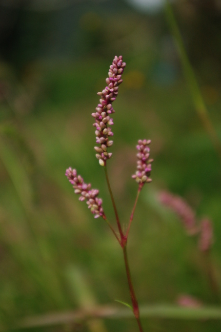 d0341514_21115435.jpg