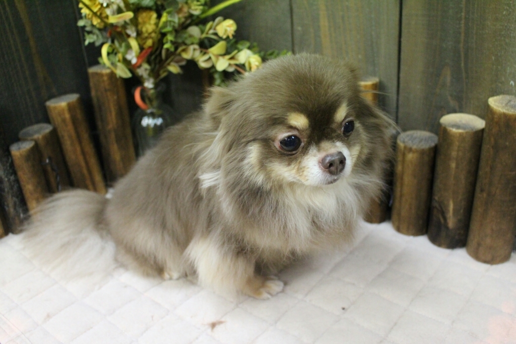 10月21日ご来店のわんちゃんです！！_b0130018_23555141.jpg