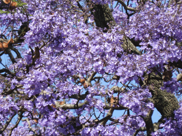 e0371039_14155087.gif