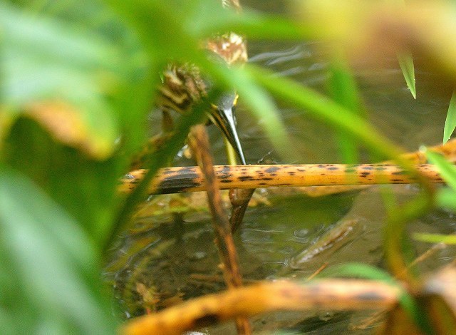 c0349842_21105754.jpg