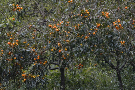 c0093046_14385148.gif