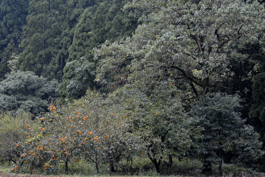 c0093046_14390040.gif