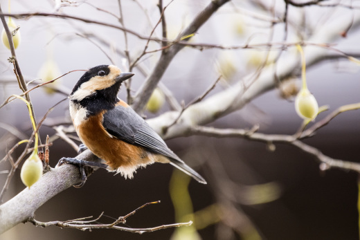 野鳥ヤマガラ_a0287347_08240363.jpg