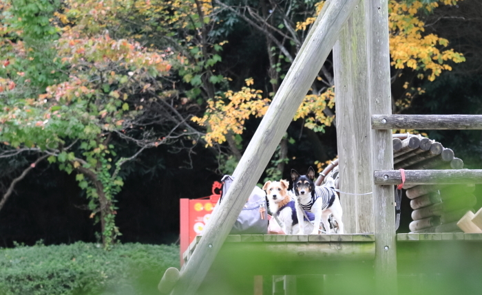 いつもの公園も色づき始めたね_d0168652_09524255.jpg