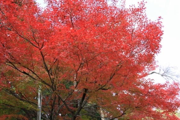 滋賀・鶏足寺の秋_a0355356_13570821.jpg