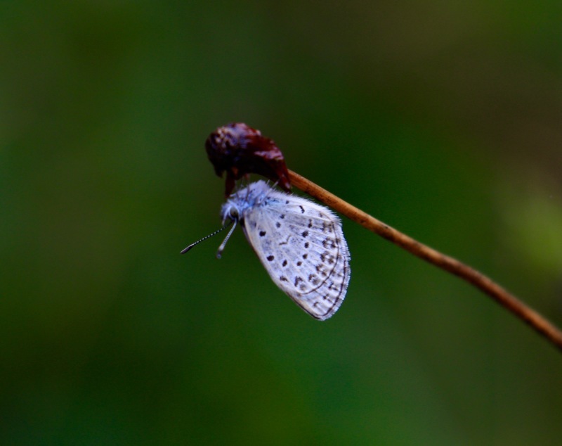 a0248459_15425578.jpg