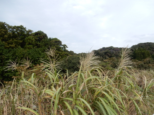 ’17,10,25(水)興津海岸への散歩!_f0060461_06292189.jpg