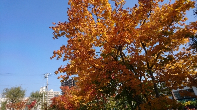 2017年10月25日(水)今朝の函館の天気と積雪、気温は。函館の紅葉は_b0106766_06525887.jpg