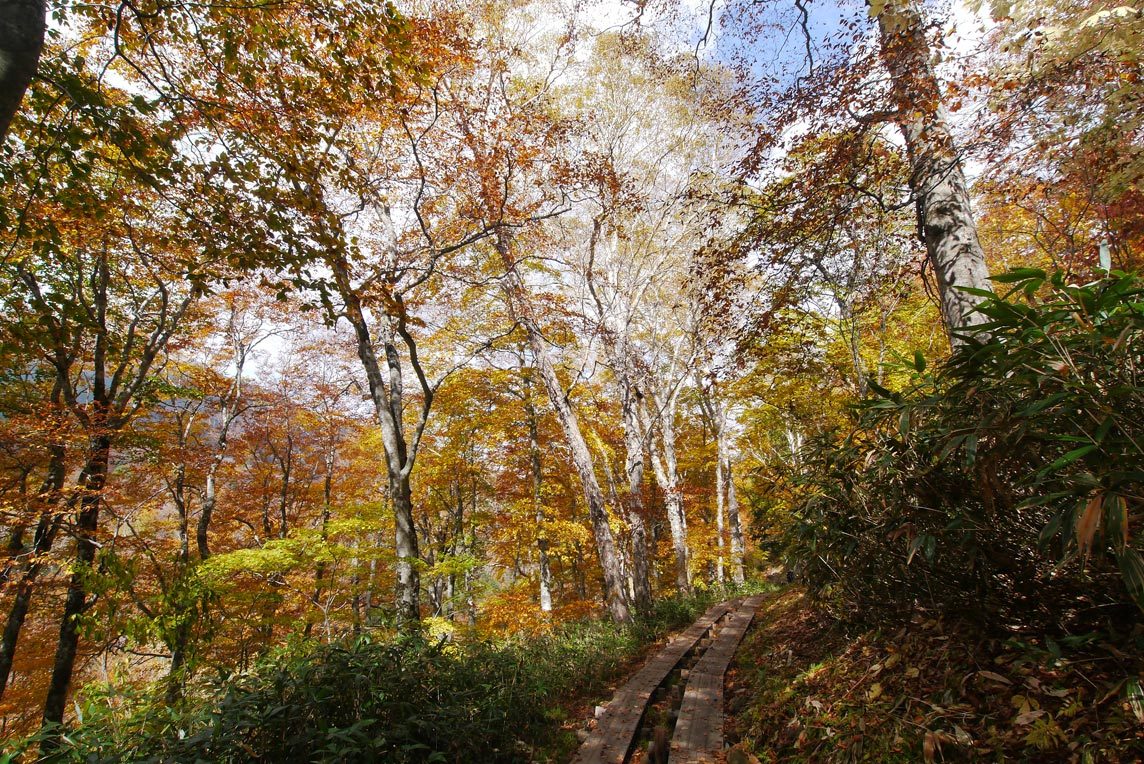 紅葉の尾瀬　2017年10月11日_a0019668_10563268.jpg