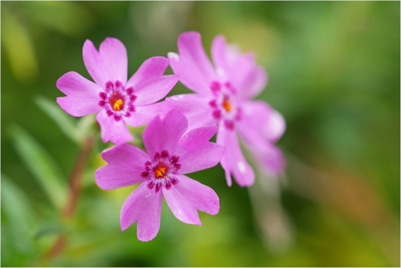 シバザクラ（芝桜）_a0079473_6282778.jpg