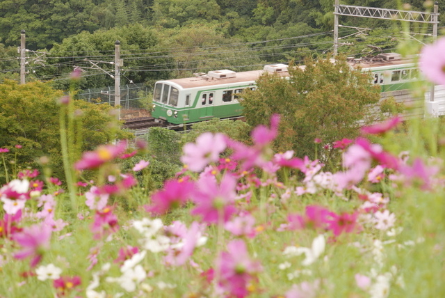 秋の遠足～コスモスの丘～_b0358575_00191356.jpg