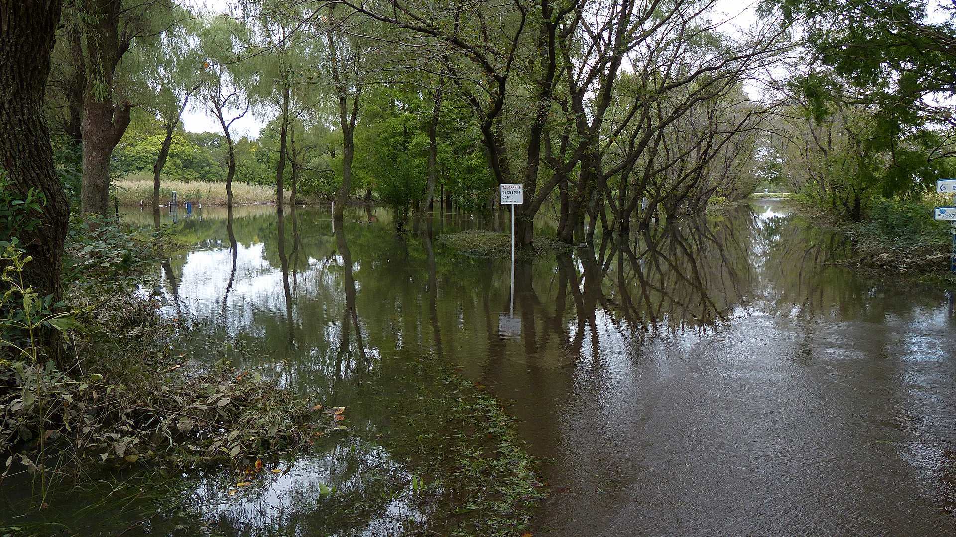 秋ヶ瀬公園ひとりぼっち 【 ３ 】_a0185081_01173290.jpg