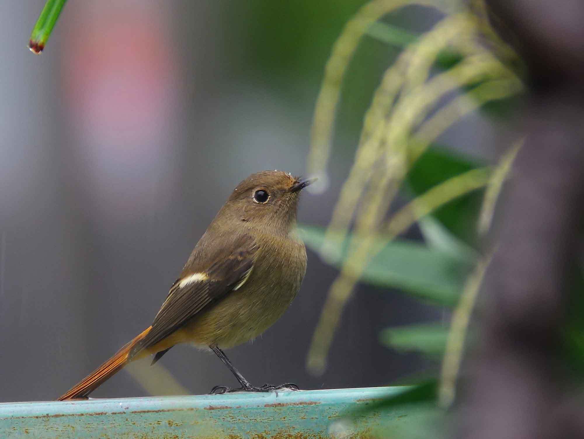 2017年　１０月　　野鳥_c0176183_11512180.jpg