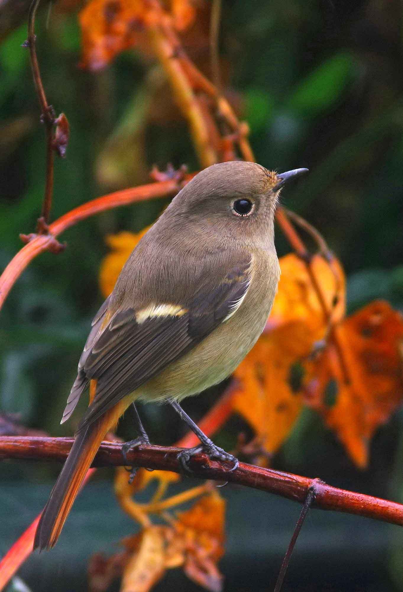 2017年　１０月　　野鳥_c0176183_14065875.jpg