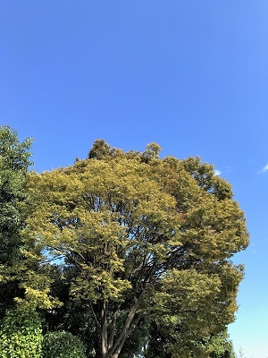 お弁当 と 青い空♪ と おうちごはん_d0249193_16202262.jpg
