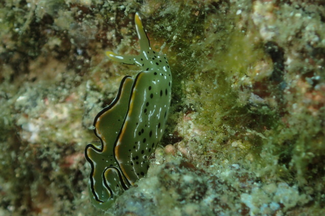 e0115199_16590447.jpg