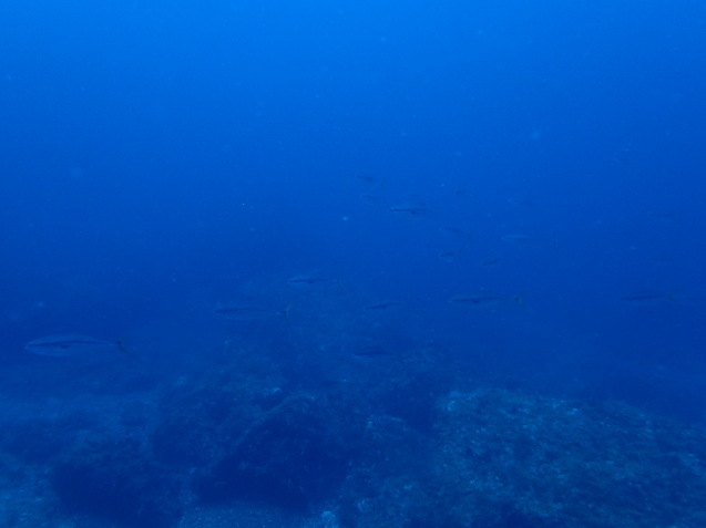 e0115199_17431392.jpg
