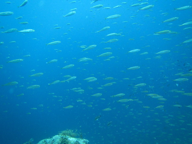 e0115199_17464690.jpg