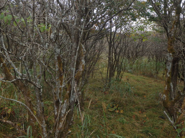 f0193521_12505399.jpg