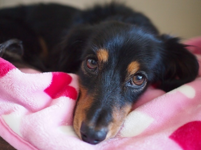 c0117831_16201330.jpg