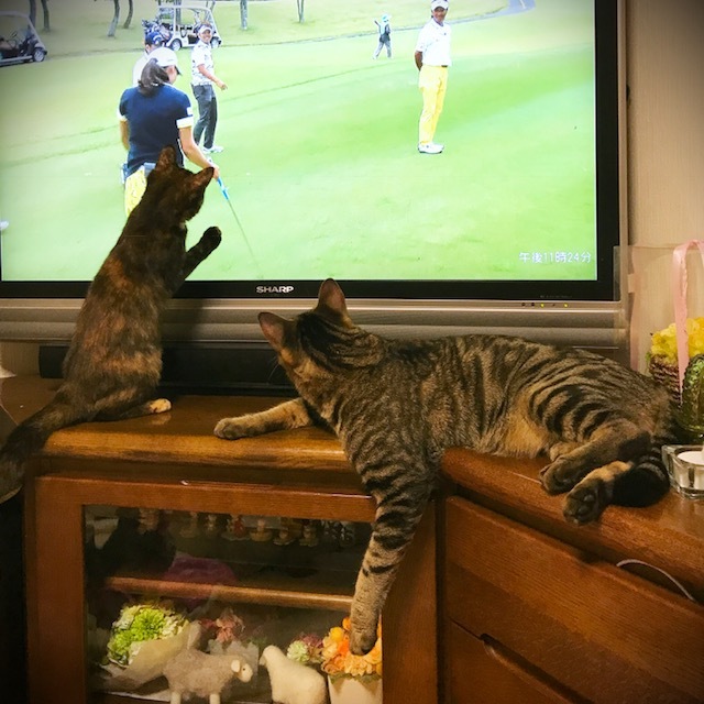 テレビ大好き_d0355333_13494443.jpg