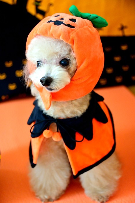 Happy Halloween`_a0145741_15134873.jpg