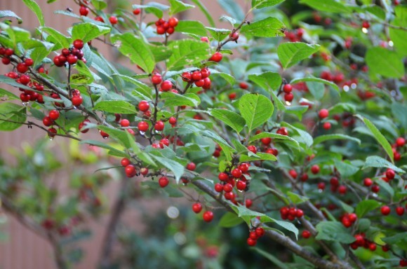 紅葉始まる　今日の谷根_c0202242_09540874.jpg