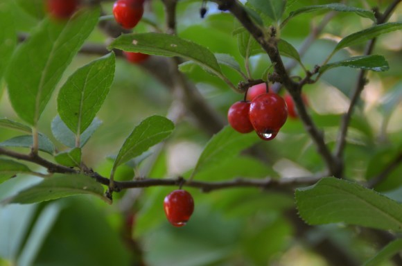 紅葉始まる　今日の谷根_c0202242_09542613.jpg