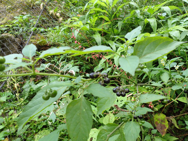 f0214649_04482581.jpg