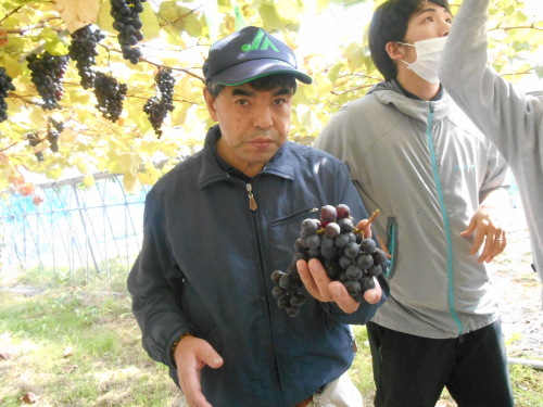 ぶどう狩り_c0350752_11372605.jpg