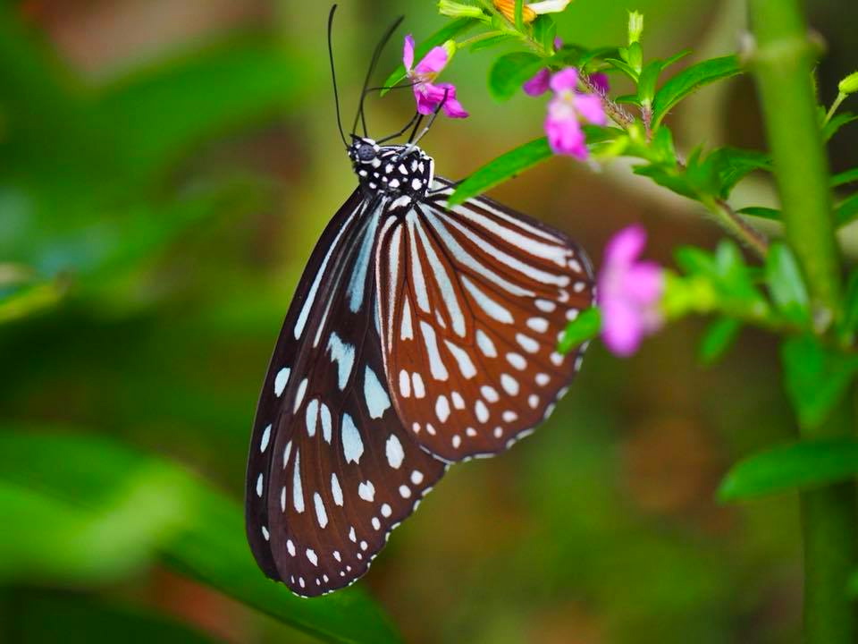 Flying Jewels (橿原昆虫館)_c0123363_10464587.jpg