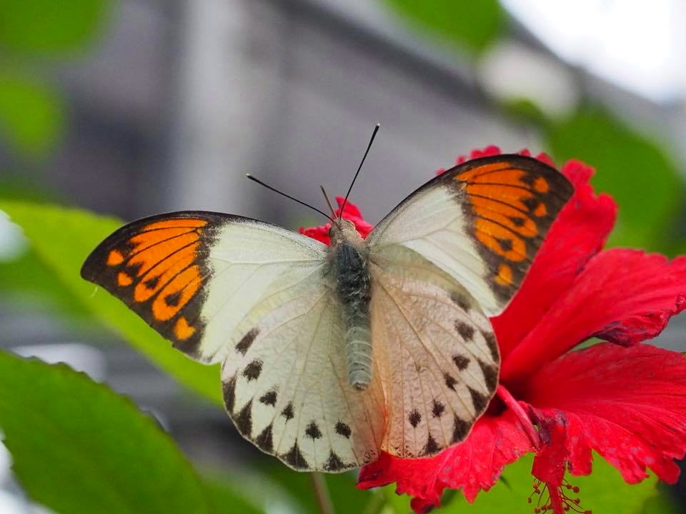 Flying Jewels (橿原昆虫館)_c0123363_10474472.jpg