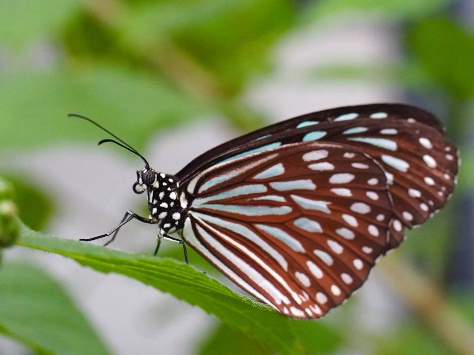 Flying Jewels (橿原昆虫館)_c0123363_10491119.jpg