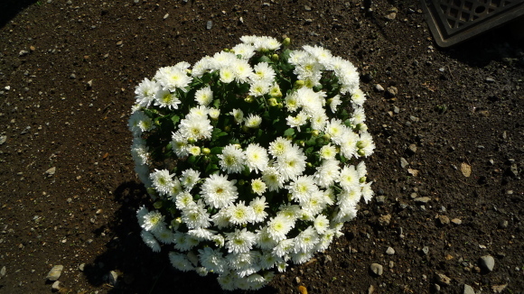 c0212083_16053786.jpg