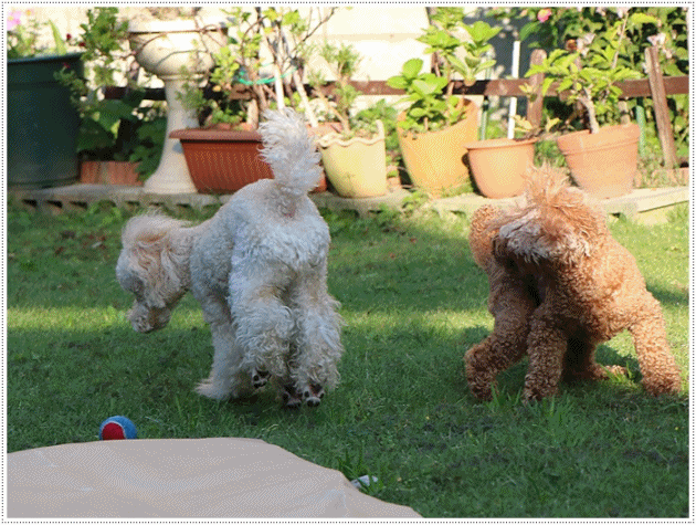 b0175688_22092403.gif