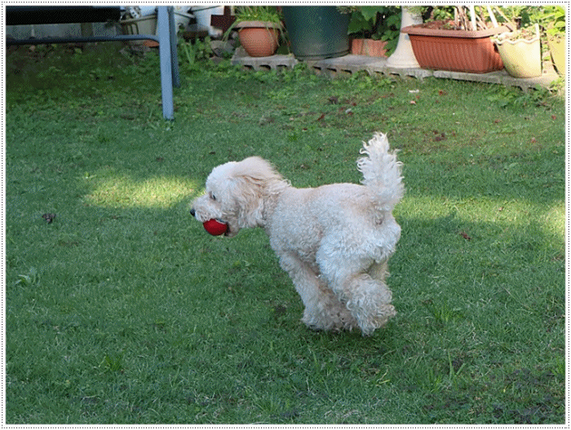 b0175688_22092897.gif