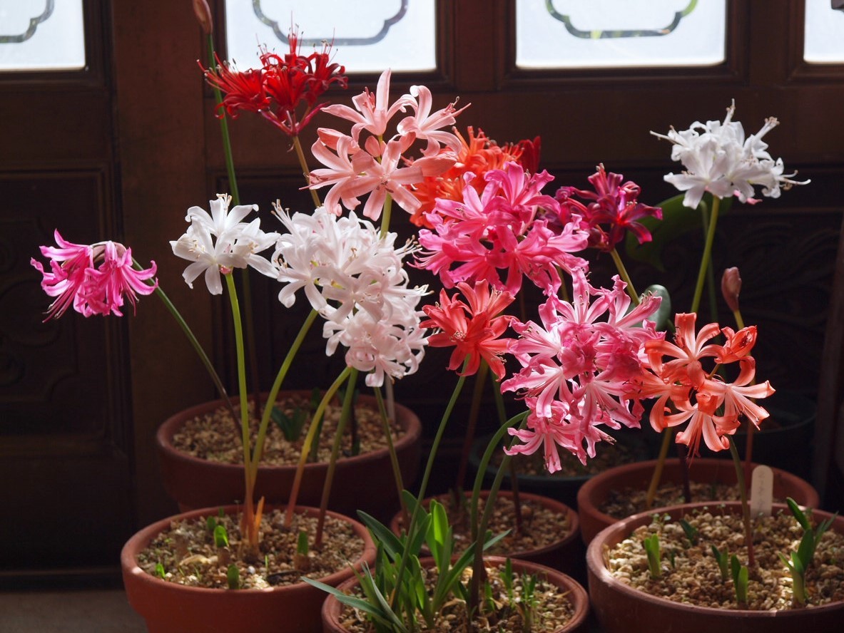 ダイヤモンドリリー Flowers ダイヤモンドリリー Flowers